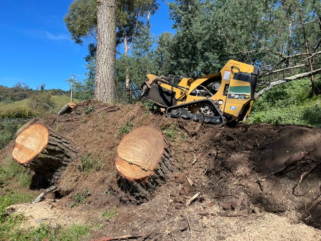 Before stump removal: uprooted stumps from Cyclone Gabrielle storm damage